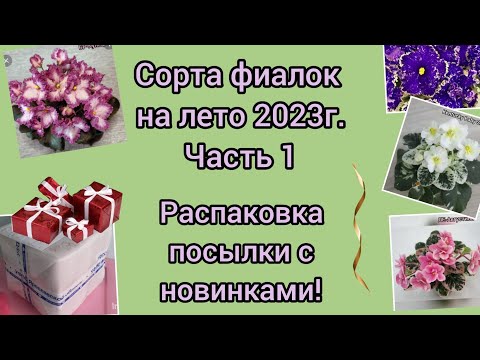 Видео: Распаковка посылки с новинками! Сорта фиалок на лето 2023г. часть1