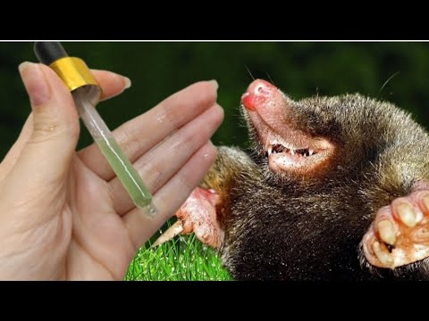 Видео: 1 КАПЛЯ и КРОТЫ УБЕГАЮТ #совет Спасет Участок от Бед