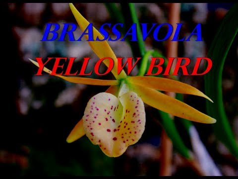 Видео: Орхидея Yellow bird. Brassavola .  Как получить цветение .