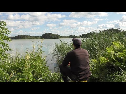 Видео: ПЕРЕСЕЛИЛ РЫБУ ИЗ БОЛЬШОГО ОЗЕРА В ТАЙНОЕ У ДОМА НА ВИТЕБЩИНЕ. НАЧАЛО ДЛИННОГО ЭКСПЕРИМЕНТА ПОЛОЖЕНО