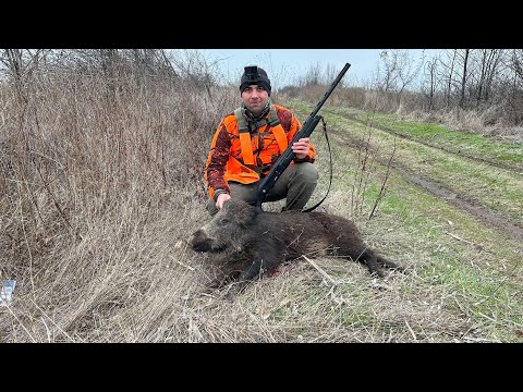 Видео: Лов на Диво прасе 2024г. Изстрел от над 70 метра!