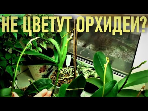 Видео: НЕ ЦВЕТУТ, НЕ РАСТУТ, БОЛЕЮТ ОРХИДЕИ? ТОГДА ВАМ СЮДА! ИЗМЕНИТЕ УСЛОВИЯ И УХОД И ПОЛУЧИТЕ РЕЗУЛЬТАТ👍!