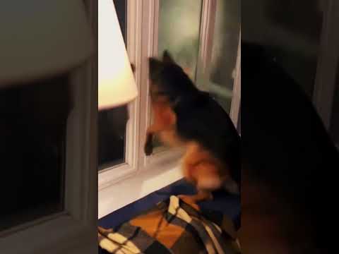 Видео: 8 листопада 2025 р.