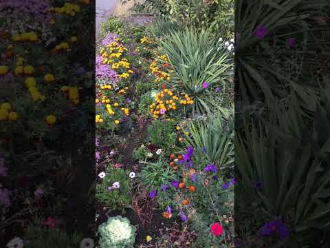 Видео: Осенний цветник на улице.  #осень #цветник  #яркие цветы  #осенние цветы # шортс #бархатцы #дача