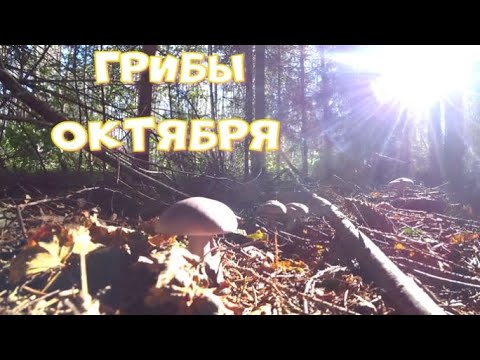Видео: В поисках поздних грибов!Какие грибы растут в лесу в октябре!Чудесный день на природе!Октябрь 2025!