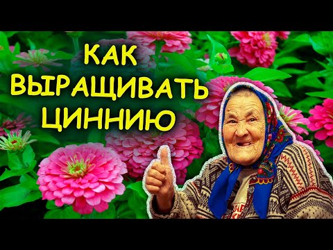 Видео: Самый простой способ посева ЦИННИИ на рассаду весной. Как выращивать циннию. Выращивание циннии.