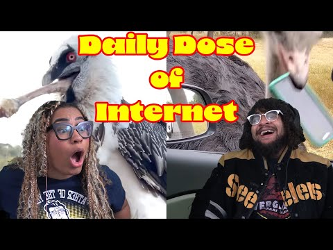 Видео: Это видео для птиц! Ежедневная доза интернет-реакций