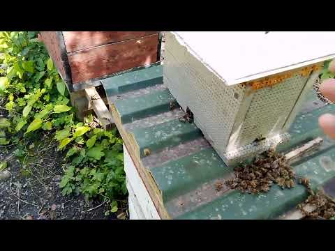 Видео: Як заселити нуклеус бджолою? Запасні матки на пасіці.