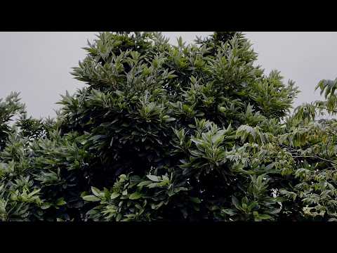 Видео: КАК ВЫРАСТИТЬ АВОКАДО НА ТЯЖЕЛОЙ ГЛИНИСТОМ ПОЧВЕ