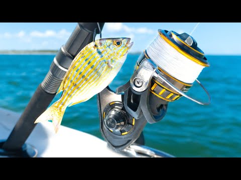 Видео: Ловля тарпона вдали от берега на живую рыбу (советы и методы)