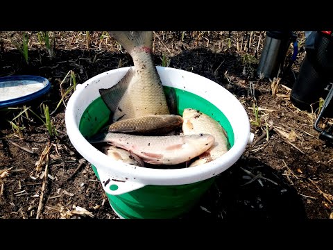 Видео: Лещ как вишенка на торт, Ловля на боковой кивок, Карась, Боковой кивок