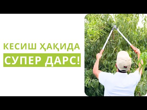 Видео: ЁЗДА ДАРАХТ КЕСИШГА ҚЎРҚАСИЗМИ? БУ ВИДЕО СИЗ УЧУН!
