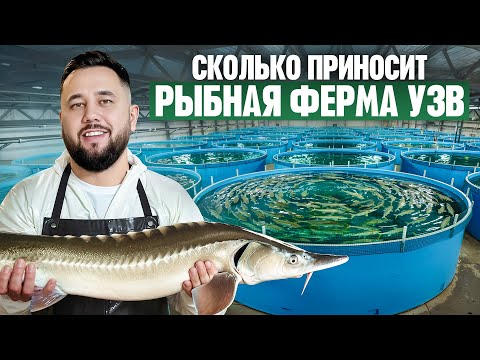 Видео: Сколько приносит рыбная УЗВ-ферма? Как выращивают стерлядь? Осетровая ферма узв