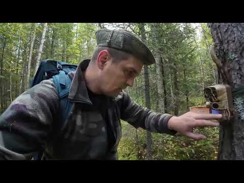 Видео: РАЗВЕДКА В ЛЕСУ, ПЕРВАЯ ПОЛАЙКА ТУМАНА.#nature#лесной.#RUSSIA #TAIGA#URAL#BEAR#WOLVES#HUNTERS#LIVE