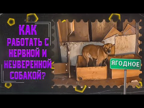 Видео: Как работать с нервной и неуверенной собакой (Приют в Ягодном)