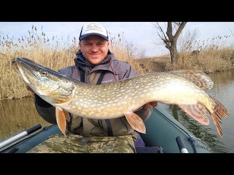 Видео: ЩУКА перед НЕРЕСТОМ! Когда у щуки нерест при таких зимах?