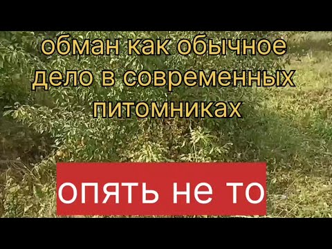 Видео: Обман, как обычное дело в современных питомниках