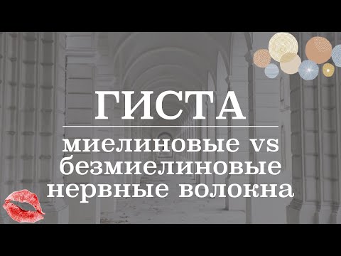 Видео: Сравнение миелиновых и безмиелиновых нервных волокон | Гистология