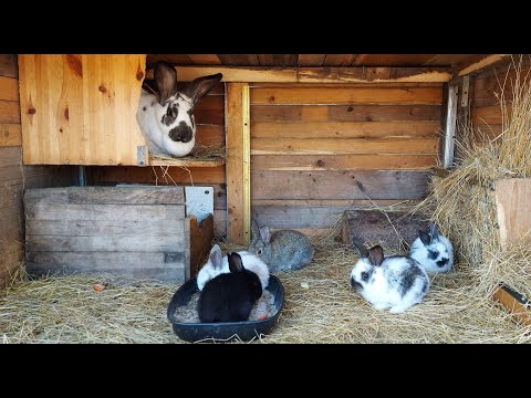 Видео: ОТСАЖИВАЕМ КРОЛЬЧАТ ОТ КРОЛЬЧИХ🐰РАССАЖИВАЕМ САМЦЫ И САМОЧКИ🐰