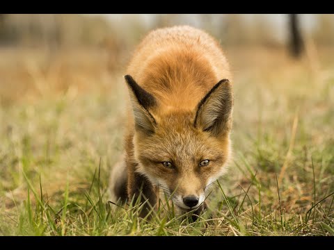 Видео: ДИКАЯ ПРИРОДА СИБИРИ