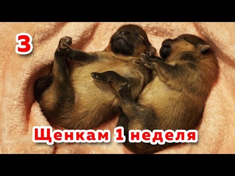 Видео: Померанский шпиц, щенкам шпица 1 неделя, собака породы шпиц после родов
