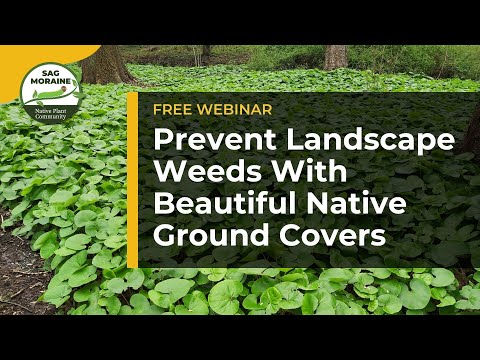 Видео: Предотвратите появление сорняков в ландшафте с помощью красивых местных почвопокровных растений