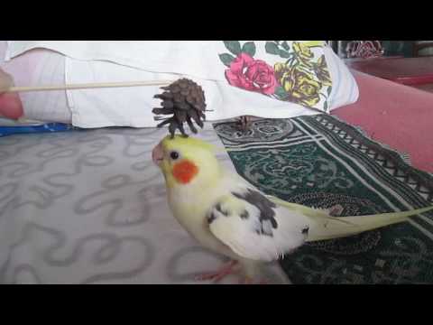 Видео: Очень смешной попугай Гучи.Поет,говорит.😂😂😂
