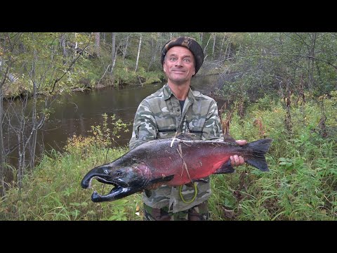 Видео: Монстры Сахалина. Рыбалка на реке, где ловится таймень и кижуч.