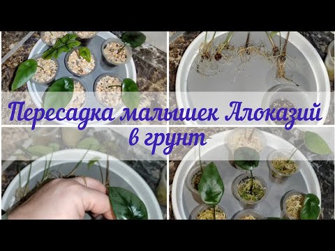 Видео: Пересадка малышек Алоказий из мха в мой универсальный грунт#алоказии Синуата, Реверса, Жаклин