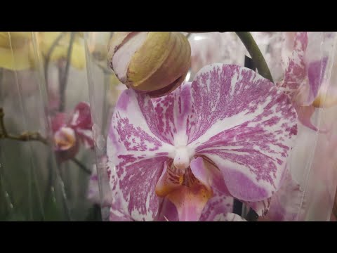 Видео: Большой завоз в "Орхидее"//22.10.24//