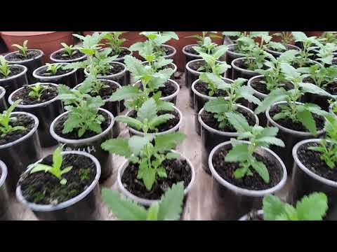 Видео: Что сделать, чтобы РАССАДА ЦВЕТОВ была ПУШИСТАЯ И КРАСИВАЯ? Делаем прищипку правильно!