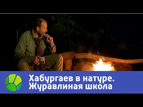 Видео: Журавлиная школа. Хабургаев в натуре | Живая Планета