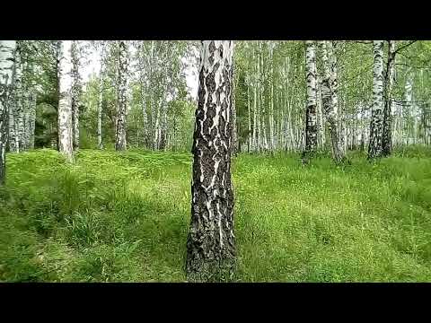 Видео: Волга-31105  Крайслер /Клапан вентиляции картера/