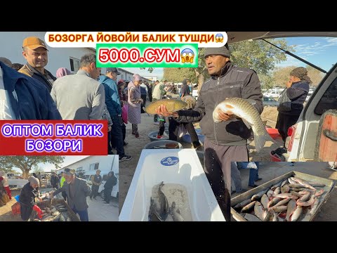 Видео: 5.МИНГ СУМ ДАН БАЛИК | ХОРАЗМ ОПТОМ БАЛИК БОЗОРИ НАРХЛАР АРЗОНЛАДИ 4-октябрь 2025 г.