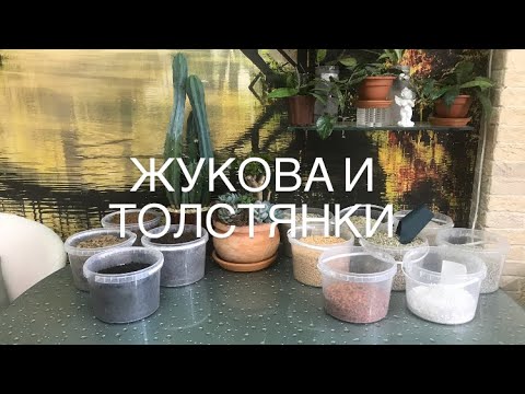 Видео: Грунт для суккулентов и кактусов