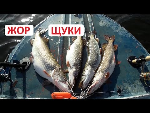 Видео: Троллинг. Ловля щуки троллингом. Осенний жор щуки.