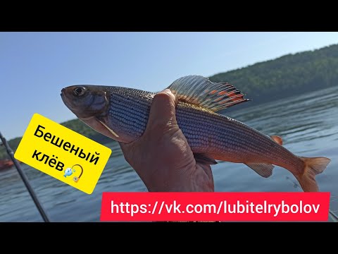 Видео: КЛЮЁТ НА КАЖДОМ ЗАБРОСЕ! Отличная рыбалка на Енисее. Ловим крупного хариуса. Июль 2023г