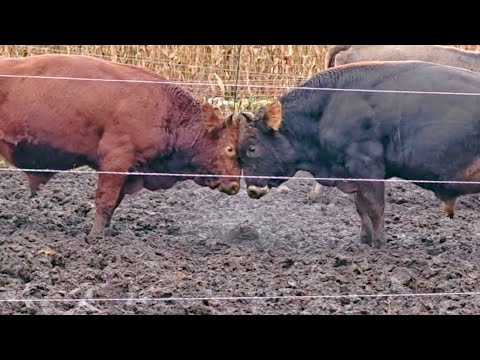 Видео:  Лимузин VS Костромич. Бой года ММА