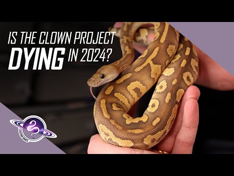 Видео: Инвестиции в шаровидных питонов в 2024 году | Плюсы и минусы | #шаровойпитон #змея #рептилии #реп...