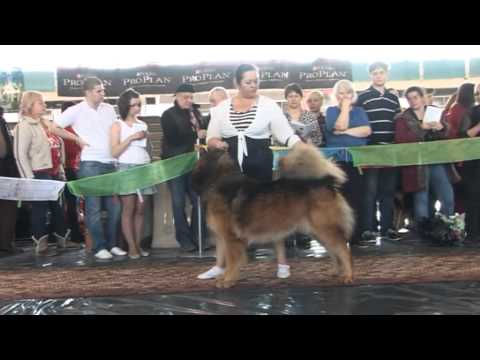 Видео: Тибетские мастифы монопородная выставка Екатеринбург 2012