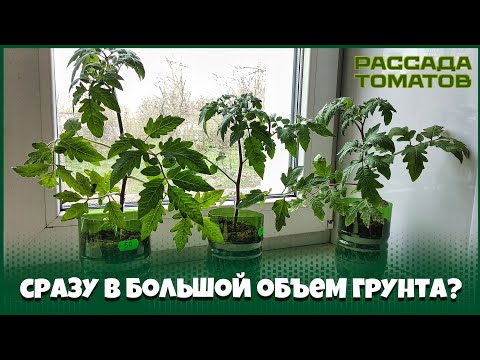 Видео: В чем опасность посева томатов на рассаду в большой объем грунта? Почему не стоит это делать?