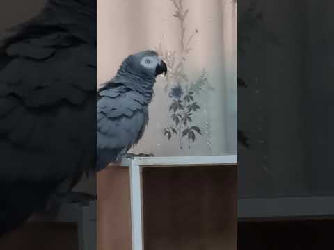 Видео: Что выросло, то выросло!А выросла хулиганка любимая!