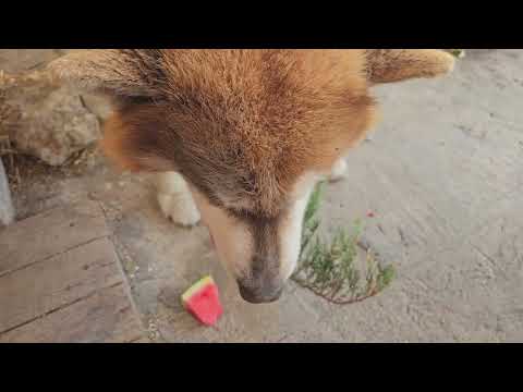 Видео: Хаски и арбуз спустя много лет 🍉 #жизньсхаски #смешноевидео #хаски 