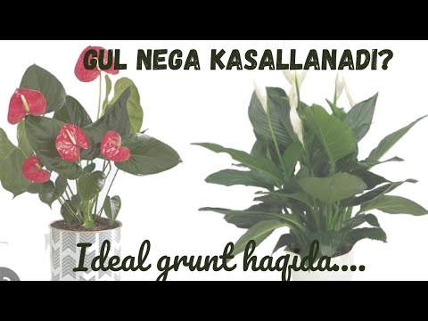 Видео: Янгича супер грунт. Ишлатиб куринг. #anturium #grunt #sveti #torf #uxod #aglaonema