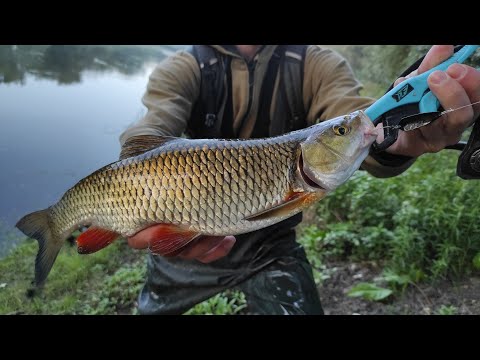 Видео: Так потужно клює тільки ВІН! Рибалка на ГОЛОВНЯ.