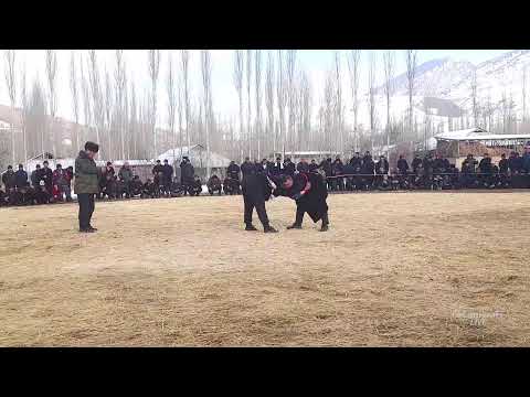 Видео: Лейлек Күрөш боюнча турнир . Сумбула айыл өкмөтү