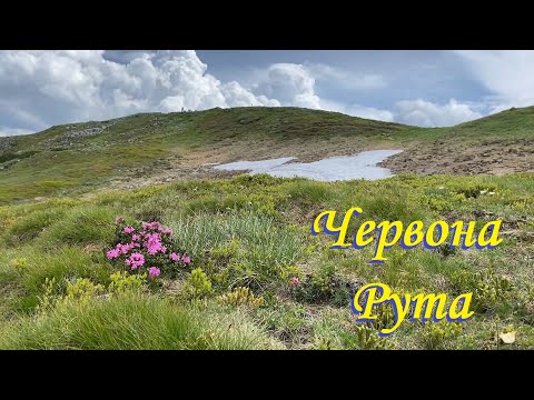 Видео: Знайшли Червону Руту на Чорногорі. Сходили на озеро Несамовите, та на гору Шпиці.