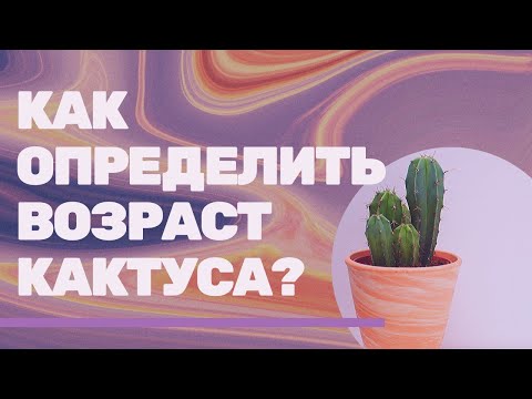 Видео: Сколько лет растут кактусы? Эхинокактус Грузона Echinocactus grusonii