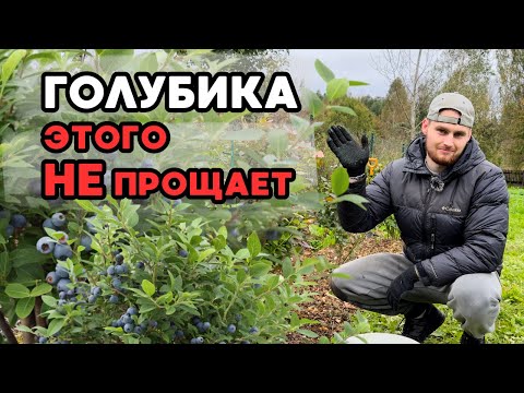Видео: Что нельзя делать с голубикой осенью + пошаговый уход