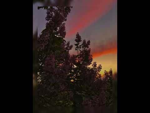 Видео: Bakr - Апрельская сирень (slowed + revered)